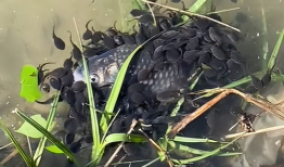 蝌蚪视频,探索生命奥秘的奇妙之旅