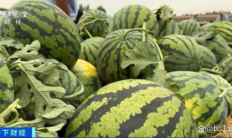 今日热瓜 吃瓜 每日更新.co,每日更新，吃瓜群众必看！”