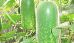 吃瓜今日吃瓜必吃最新视频,最新视频深度解析